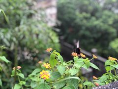 -广州市白云山风景名胜区