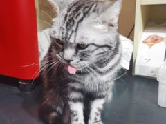 -猫色咖啡·猫咖