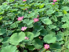 -万源龙顺度假庄园生态观光园