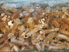 -阿马蛋汤·宁波小海鲜(总店)