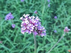 -黑龙江省森林植物园