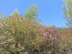 -群力丁香公园