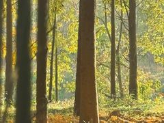 -上海海湾国家森林公园