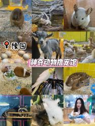 -神奇动物撸宠馆·羊驼·小浣熊·异宠(豫园店)