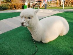 -萌宠亲子动物乐园(槐房万达店)