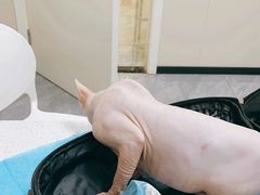 -美联众合爱康动物医院•复杂内科•肿瘤科•牙科•腔镜诊疗中心