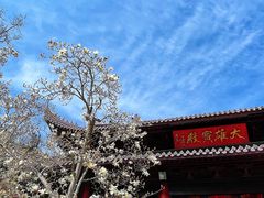 -灵谷景区