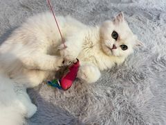 -喵宠乐园·撸猫互动·猫舍