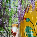 紫藤廊下的星巴克