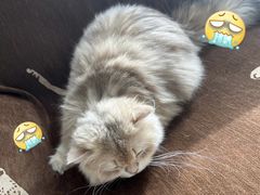 -艾贝尔宠物医院 ·内科全科(梁溪路店)