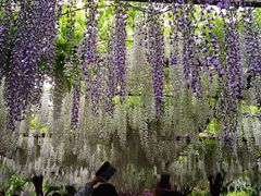 -嘉定紫藤园
