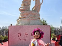 -曹州牡丹园