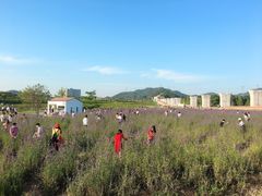 -光明小镇欢乐田园