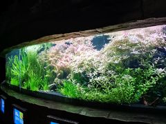 -上海海洋水族馆