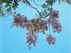 -爱菊艺术学校