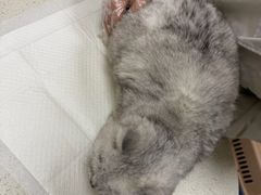 -安安宠医·臻爱宠物医院·宠保定点(营门口路分院)