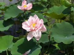 -池杉湖湿地公园