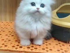 -欣宠猫屋·矮脚拿破仑·蓝金金渐层