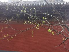 -洛阳白马寺