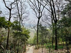 -上海佘山国家森林公园天马山园