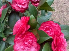 -深圳国际园林花卉博览园