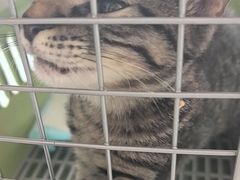 -艾吉宠物医院·疑难杂症转诊中心·猫友好(碧江路院)