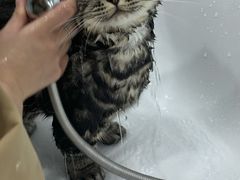 -爱洗澡的猫(天河路店)