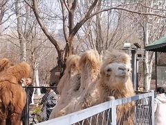 -长白岛森林公园