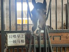 -北京群众马术培训基地