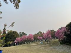 -南山植物园
