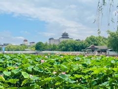-莲花池公园