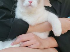 -lincat·猫舍(广州店)