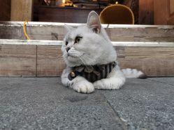 -青木造型HAIR·あおき髪を刈る潮人店