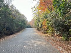 -上海海湾国家森林公园