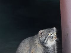 -青藏高原野生动物园