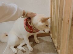 -柴迷FANS CLUB·柴犬狗咖·猫咖