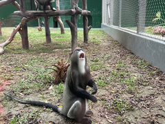 -深圳野生动物园