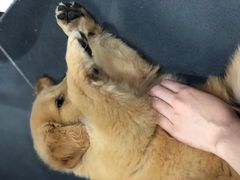 -熊小胖宠物生活馆(天华园店)