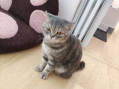 -猫咪派对(江南西店)