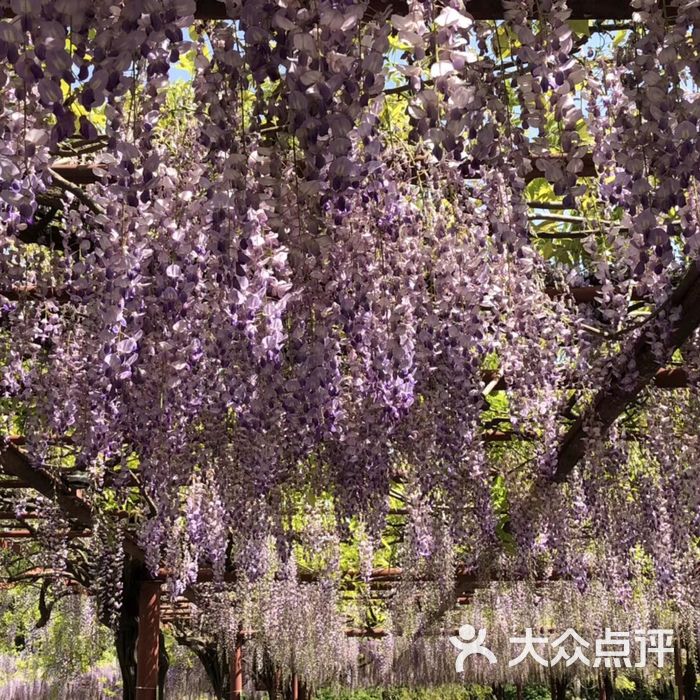 嘉定紫藤園