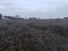 -南京市江宁方山