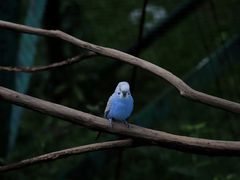 -吉隆坡雀鸟公园