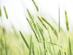 -三圣花乡旅游区