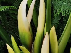 -北京植物园-展览温室