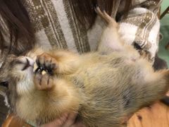 -藦茜花园宠物主题亲子互动体验馆(国顺东路店)