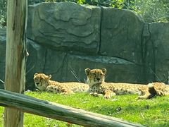 -北京野生动物园