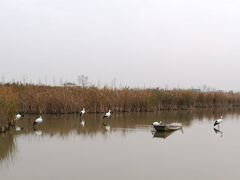 -盐城丹顶鹤湿地生态旅游区