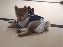 -逗柴咖啡屋·狗咖猫咖宠物桌游