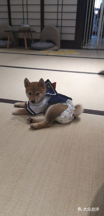 逗柴咖啡屋·狗咖猫咖宠物桌游图片