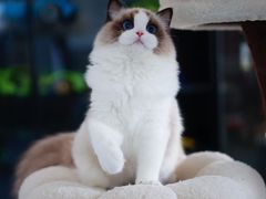 -柚子猫舍·精品猫舍购猫·猫咪认养·购宠·宠物店